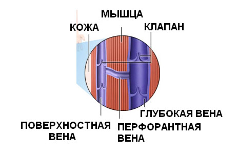 Типы кровеносных сосудов